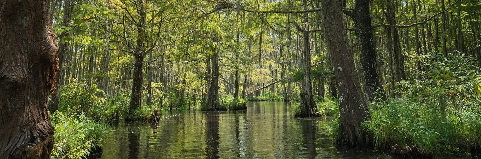 Louisiana Hero Background Image