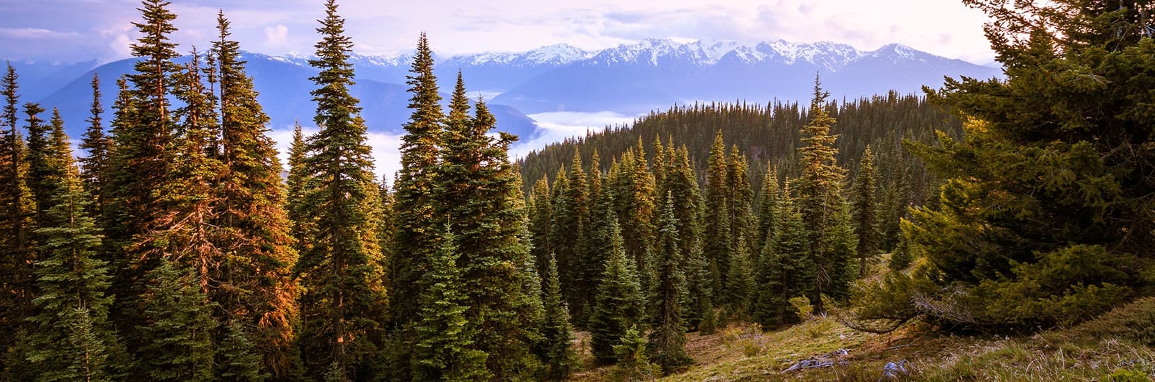 Washington Hero Background Image