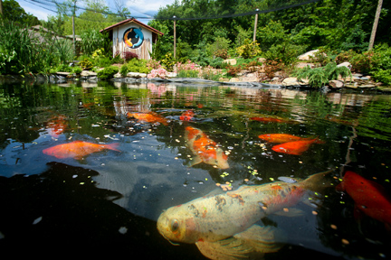 4 Things To Consider Before Building A Koi Pond | Total Mortgage Blog