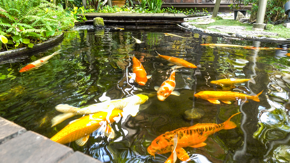 4 Things To Consider Before Building A Koi Pond | Total Mortgage Blog