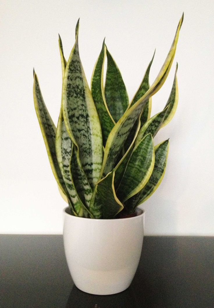 Lavender Plant To Repel Mosquitoes / Do cat repellent plants actually work? | The Scaredy Cat / Mosquitos are a scourge and they should all die — feel free to @ me.