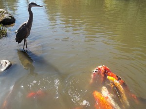 heron in koi pond